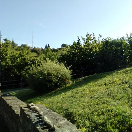 Cà Tinola Mango
